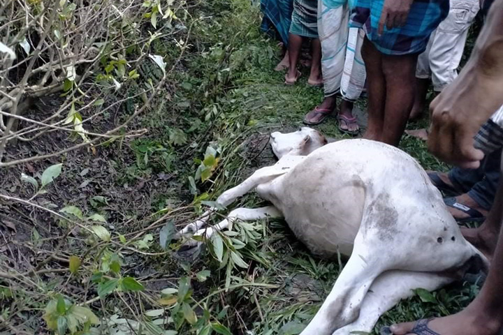 Cows die in tiger attack, thousands of people in panic