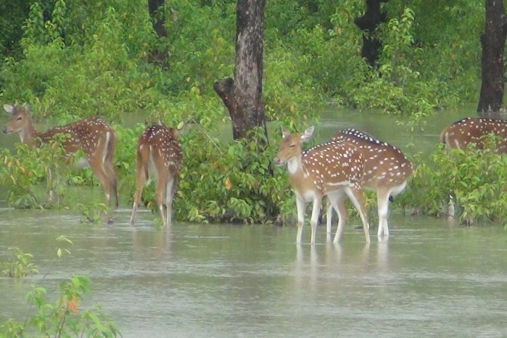 Deer in the locality at an unusual tide in Nijhumdwip