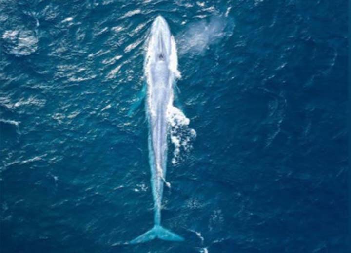 The biggest blue whale floated near the beach
