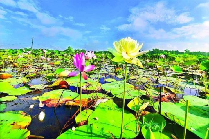 This yellow lotus variety is spreading its beauty in the nature of Comilla