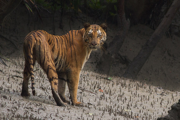 tiger sundarban bangladesh
