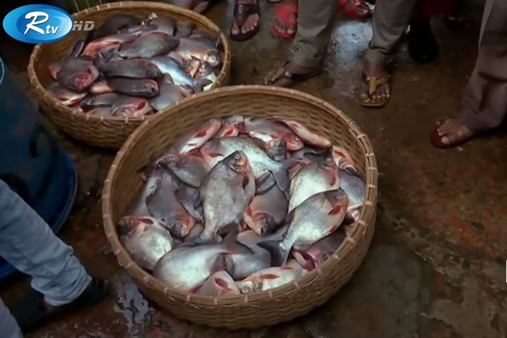 5 arrested for mixing fish colors in Karwan Bazaar