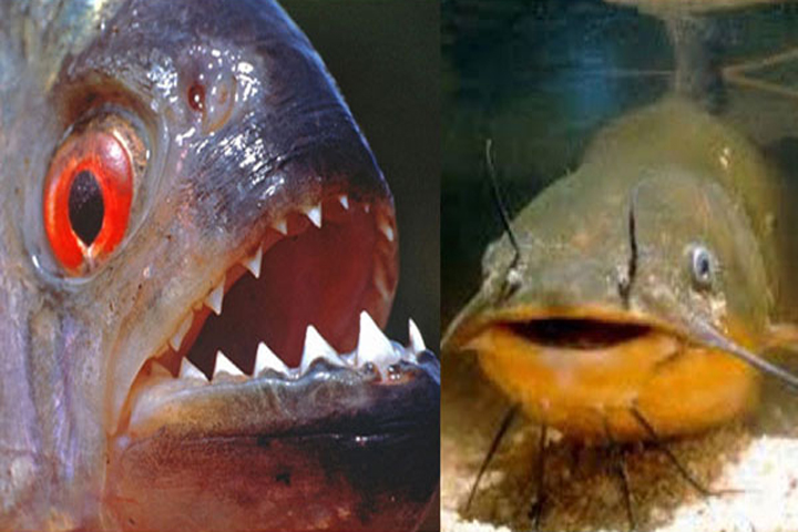 How did piranha and African catfish come to Bangladesh?