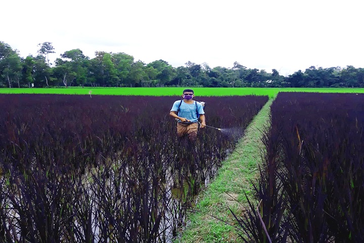 If that green and golden, crop of the field turns into purple rice, rtv online