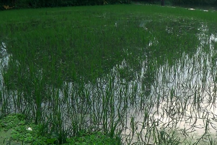 Farmers in Kurigram, are worried about Ashwin's floods., rtv news