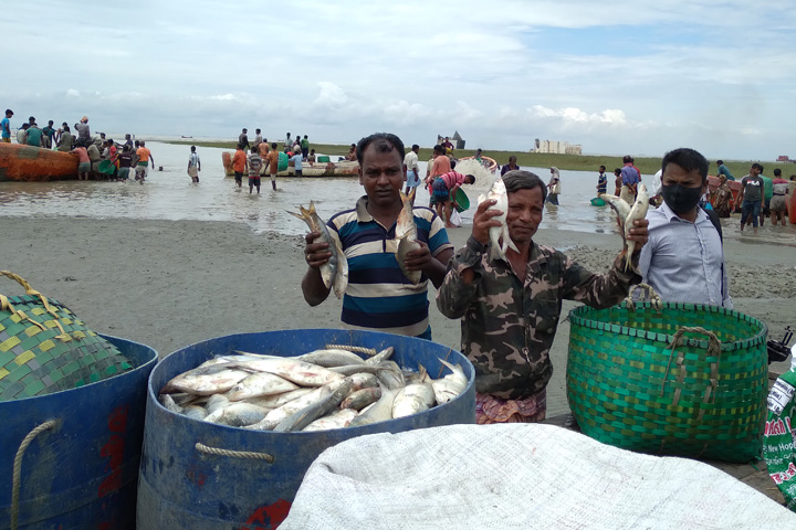 Fishermen with hilsa in hand