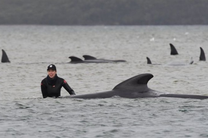 90 whales dead in mass stranding off Tasmania in Australia