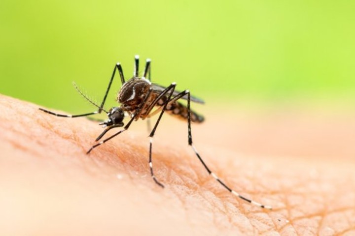 Study suggests dengue may provide some immunity against COVID-19