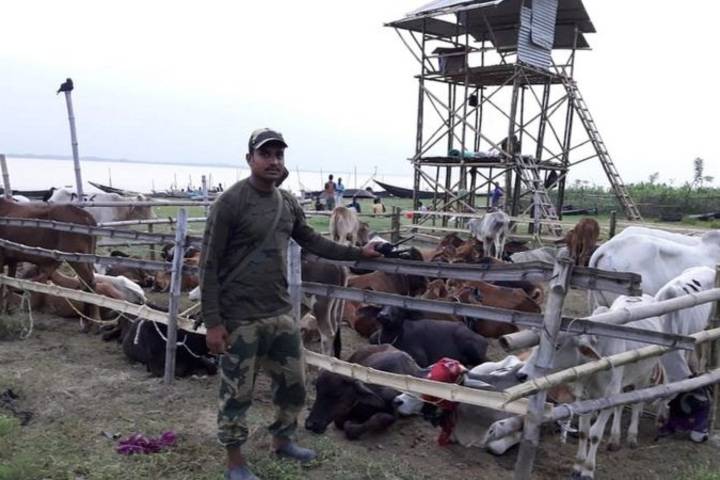 Delhi probe revealing BSF's involvement in cattle smuggling
