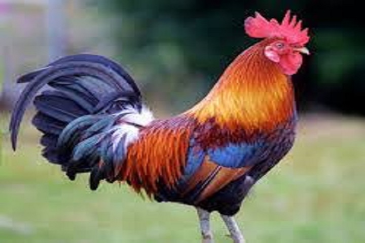 One rooster costs, 20 thousand rupees, rtv news