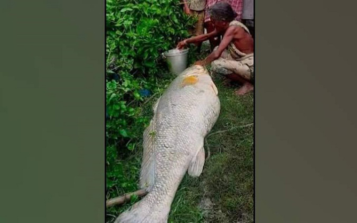One fish in West Bengal became an old woman millionaire!