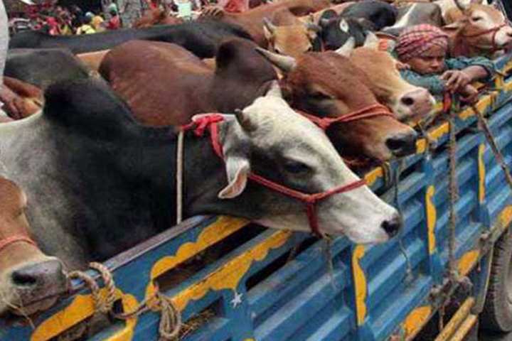  ‘কোকাকোলা’, ‘পেপসি’ নামে বিশেষ কোডে বাংলাদেশে গরু পাচার  Cow smuggling in Bangladesh under special codes called 'Coca-Cola' and 'Pepsi'