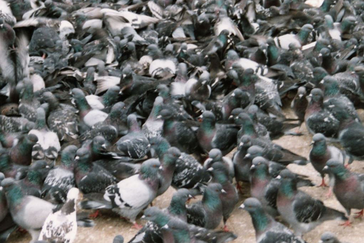 110 pigeons die due to bee bite in Pabna