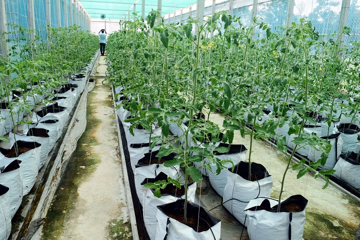 Beauty tomatoes, are being cultivated, rtv news