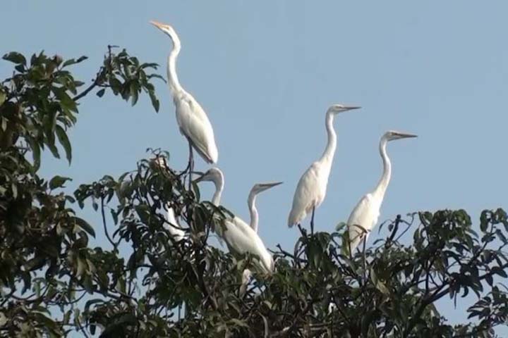 Nazirpara of Panchagarh is full of birdsong
