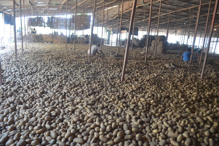 Potato production in Rajshahi, is 9 lakh 45 thousand, rtv news