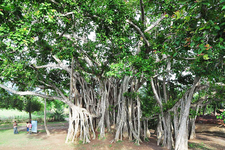 Kajal Rashid Shaheen's poem 'Nandipath of sage banyan tree