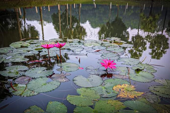 Red water lily blooms in the pond (photo collected)