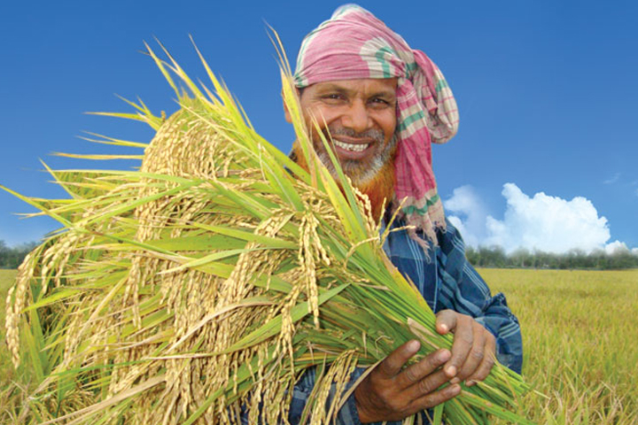 bangladesh rice field