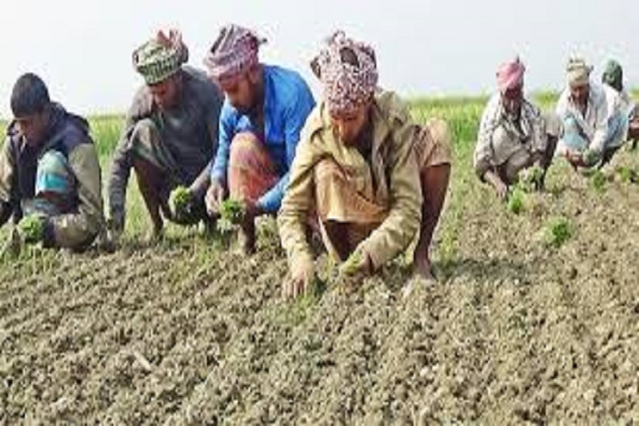 Farmers are busy cultivating, onions in Rajbari, rtv news