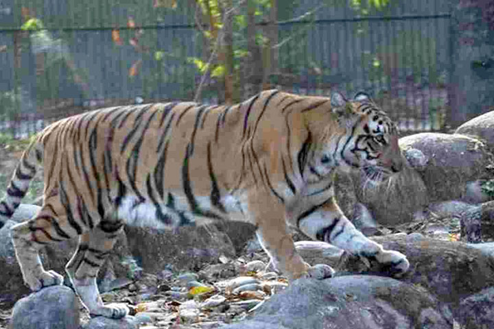 Tiger (file photo)