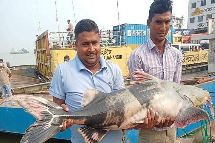 Tigers weighing, 25 kg in fishermen's nets at Rajbari, rtv news