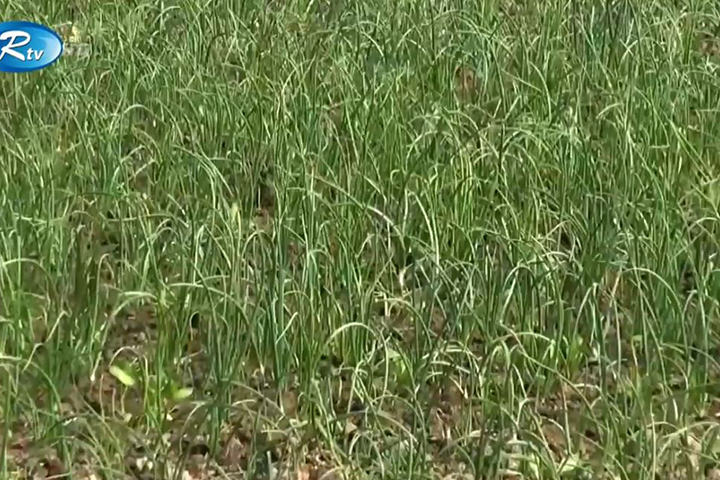 Early variety bumper yield of onion in Faridpur