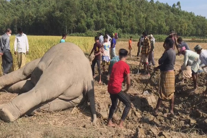 Elephants died after being entangled, in electric wires, rtv news