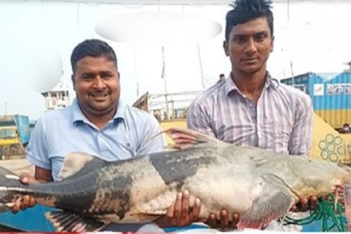 A tiger weighing, 29 kg was caught, rtv news