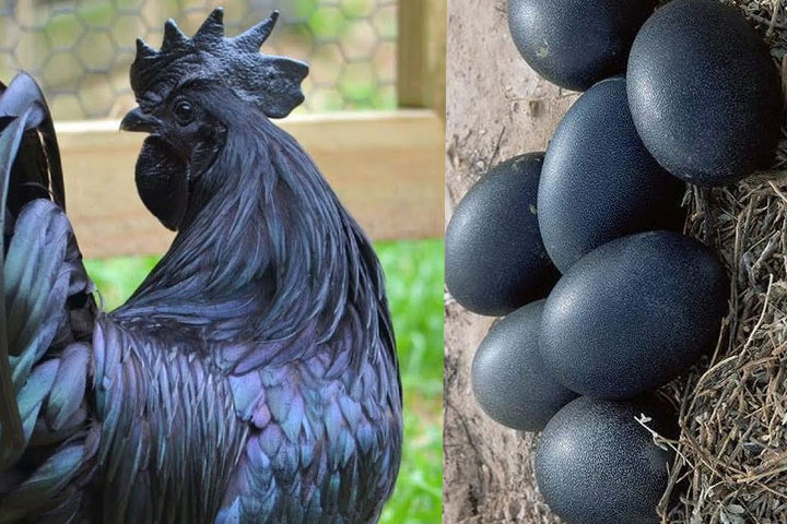 Black chicken black eggs