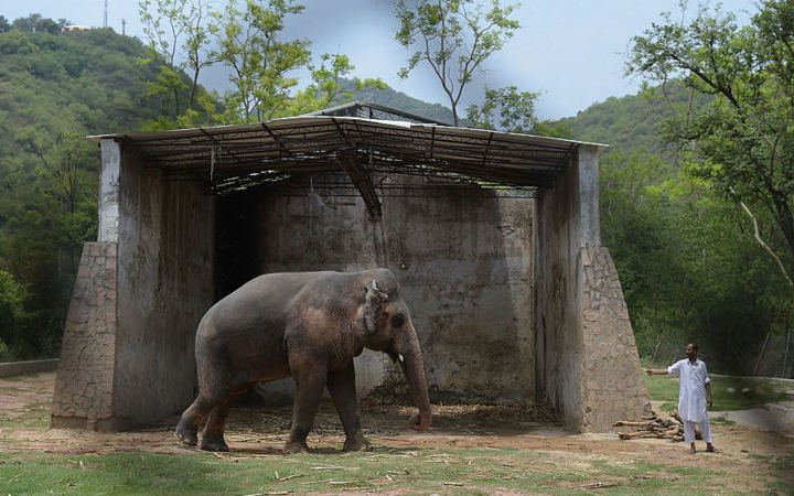 kaavan, Zoo, Elephant, Lonely Elephant