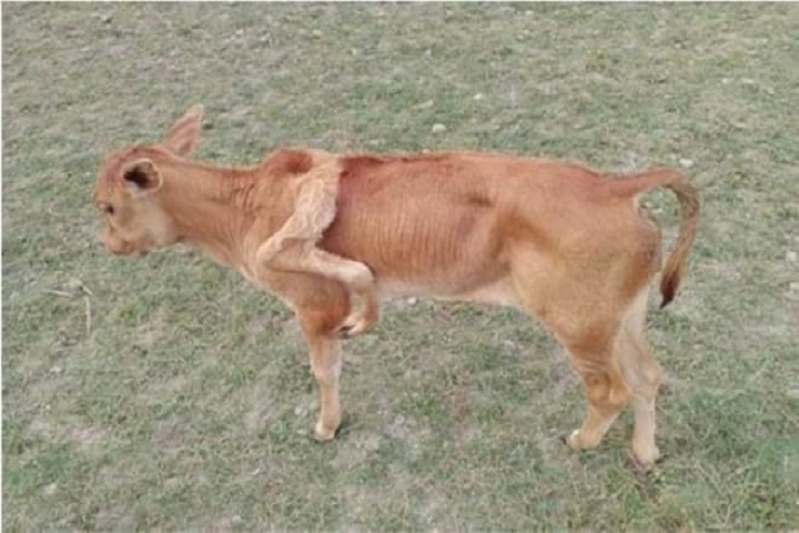 The calf ran with, five legs from house, rtv news