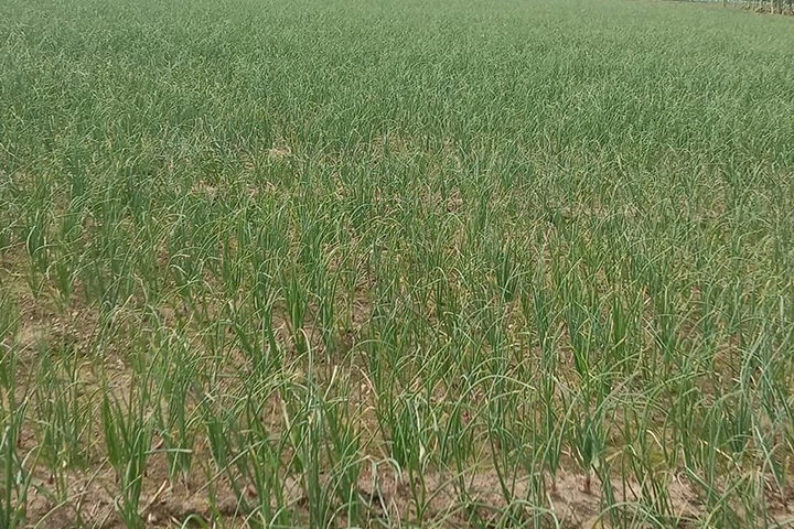 Winter onion rainfed land in Meherpur, bumper yield
