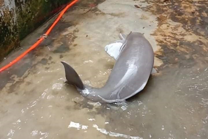 A dolphin weighing, 20 kg was caught, rtv news