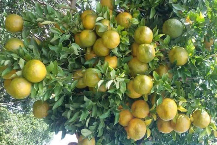 A school teacher has brought success in orange cultivation in Rajbari