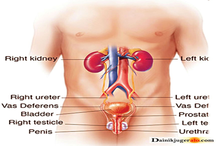 Foods that damage the kidneys