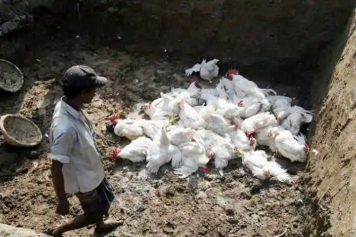 Bird flu spreads across India, culls under way in several states