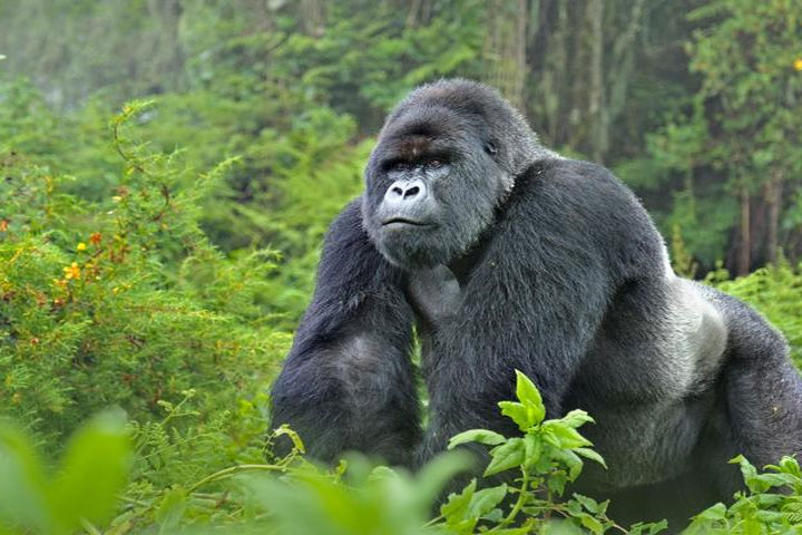 safari, park, infested, several, gorillas