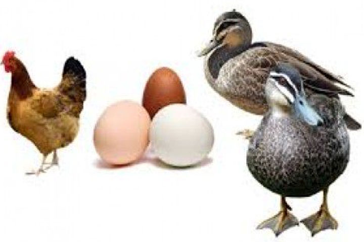 Import, poultry and eggs, India, prohibited