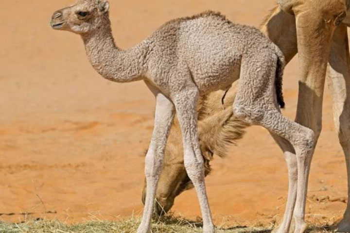 UAE Man arrested for stealing camel as gift for girlfriend