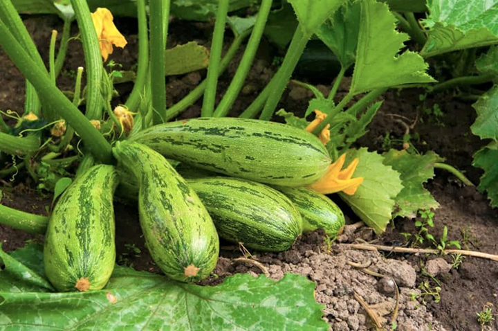 Squash cultivation is gaining popularity among the farmers in Rajbari