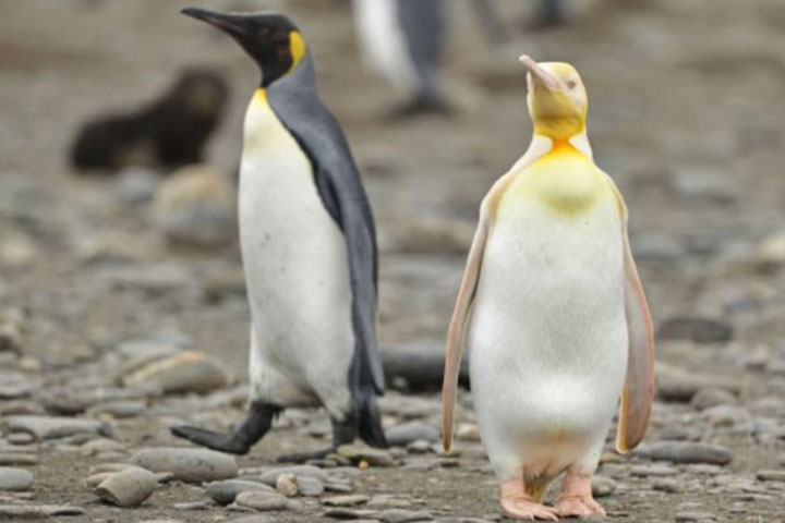 Wildlife photographer snaps shot of ‘never-before-seen’ yellow penguin