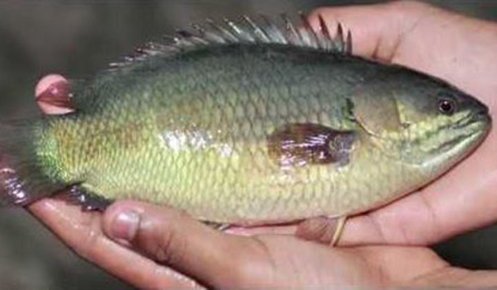 The young man died after being strangled by a live fish