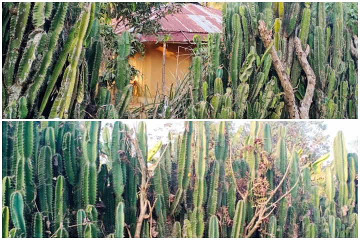 Build the walls of the house with beautiful cactus