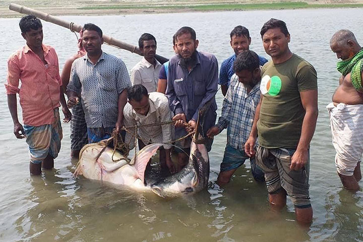Fish weighing 110 kg in Jamalpur jail net