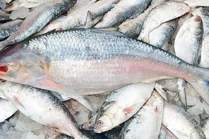 It is forbidden to catch hilsa for two months from today