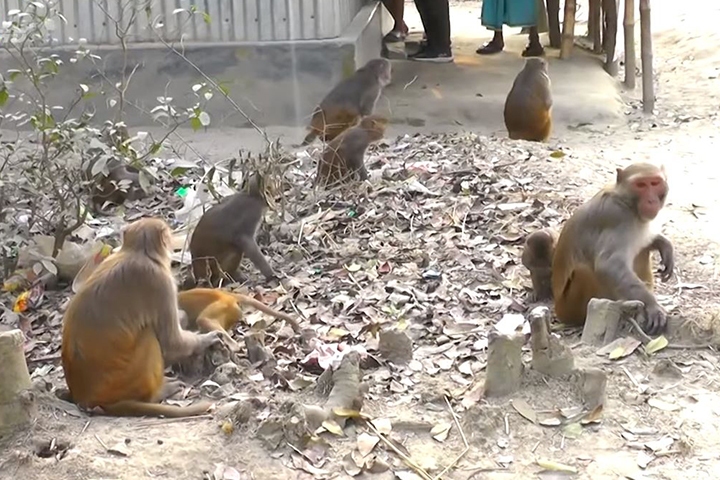 The people of the village cannot cook rice and eat it because of the monkeys,