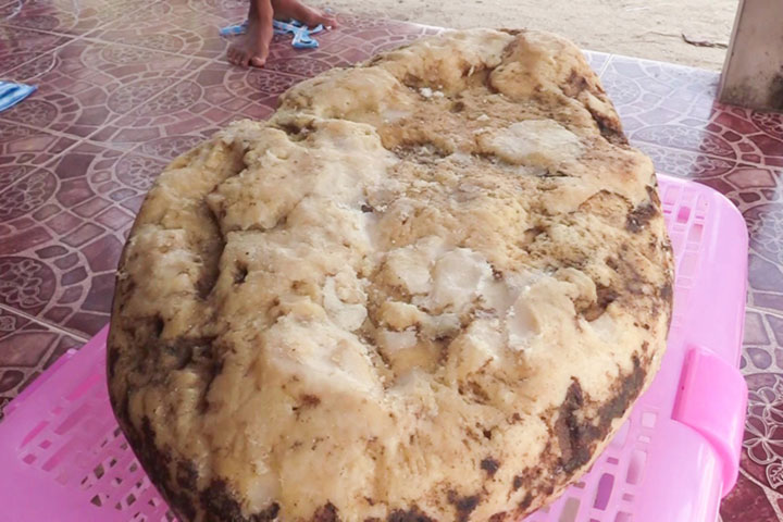 thai woman finds lump of whale vomit worth over 250000 Dollar