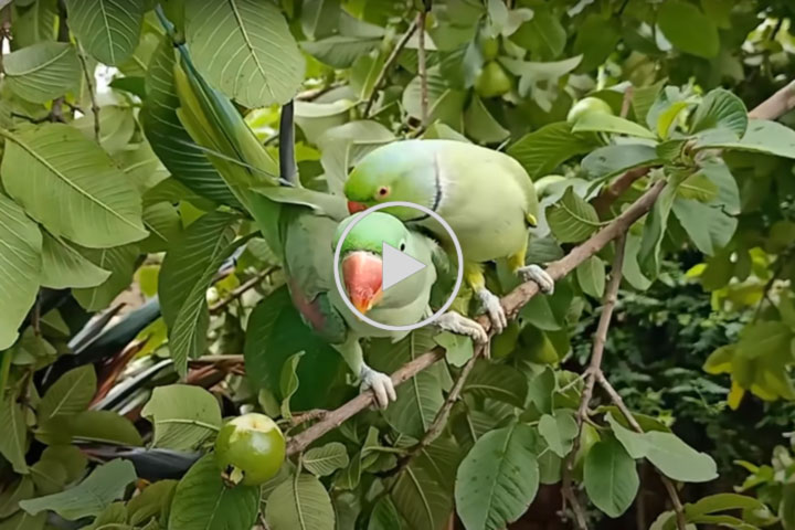 Parrot Talking and Eating Guava on Tree