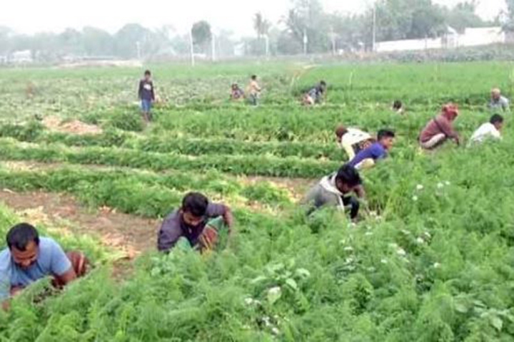 Farmers are becoming interested in carrot cultivation in Sherpur,